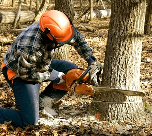 Tree Removal in Millis, MA